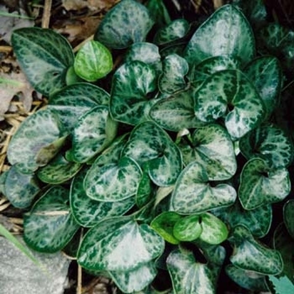Image of Asarum minus 'Dixie Darling'|Juniper Level Botanic Gdn, NC|JLBG