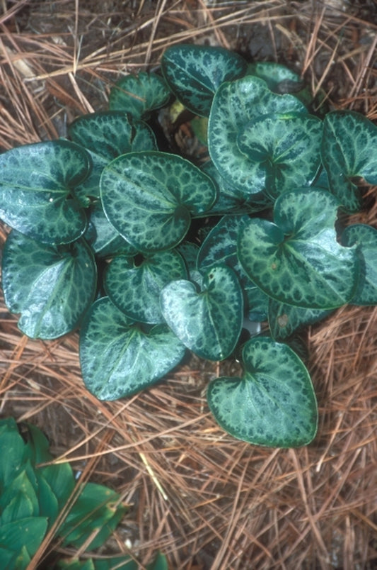 Image of Asarum minus 'Dixie Darling'|Juniper Level Botanic Gdn, NC|JLBG