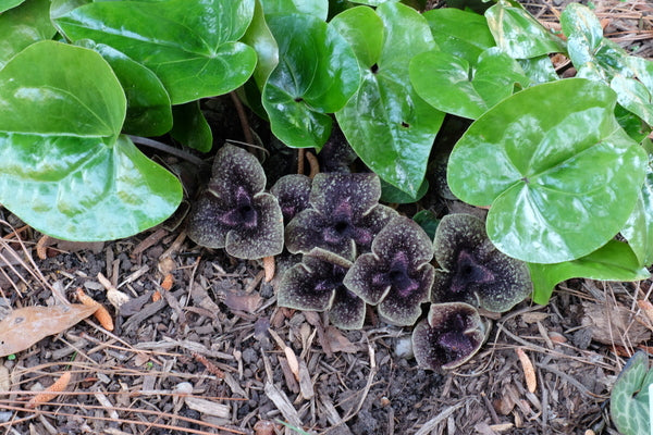 Image of Asarum nobilissimum 'Vortex'taken at Juniper Level Botanic Gdn, NC by JLBG