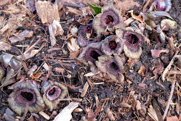 Image of Asarum porphyronotum var. atrovirens 'Irish Spring'||