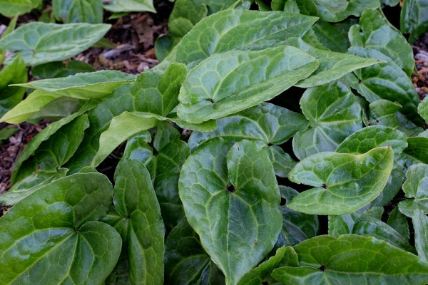 Image of Asarum porphyronotum var. atrovirens 'Irish Spring'||