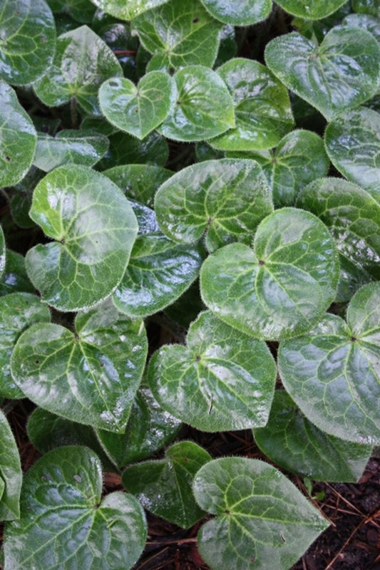 Image of Asarum pulchellum 'The Fuzz'|Juniper Level Botanic Gdn, NC|JLBG