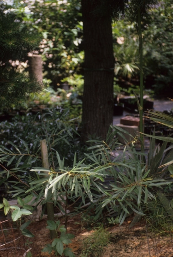 Image of Asimina angustifolia|Woodlanders Nsy, SC|