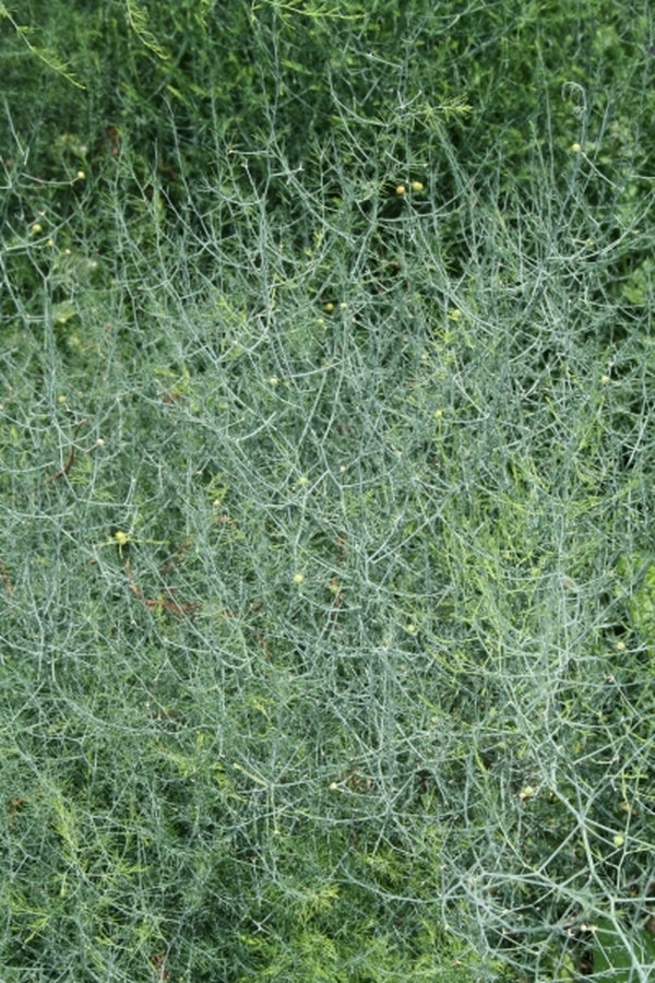 Image of Asparagus denudatus 'Naude's Neck'taken at Juniper Level Botanic Gdn, NC by JLBG