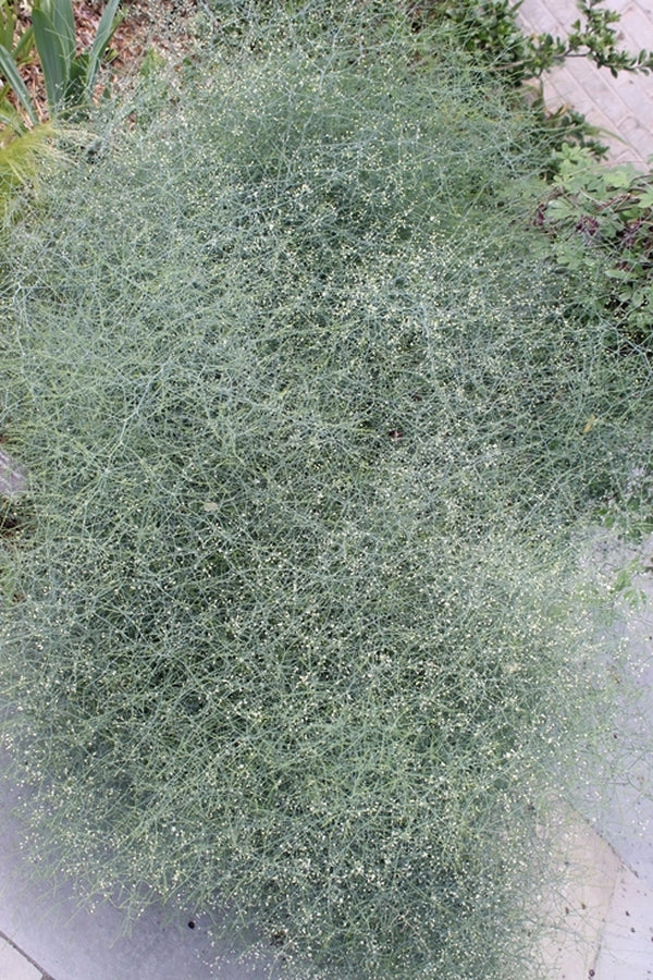 Image of Asparagus denudatus 'Naude's Neck'taken at Paul J. Ciener Botanical Gdn, NC