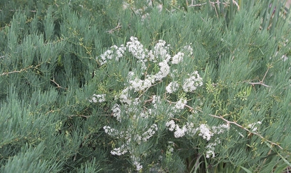 Image of Asparagus suaveolens|Juniper Level Botanic Gdn, NC|JLBG