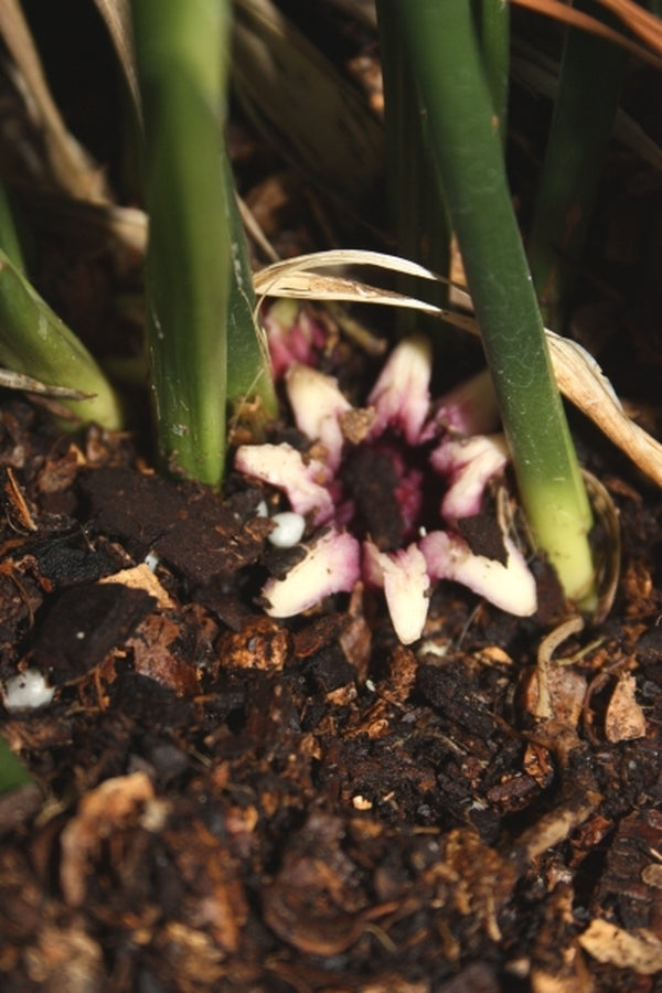 Image of Aspidistra daibuensis 'Taiwan Stars'taken at Juniper Level Botanic Gdn, NC by JLBG