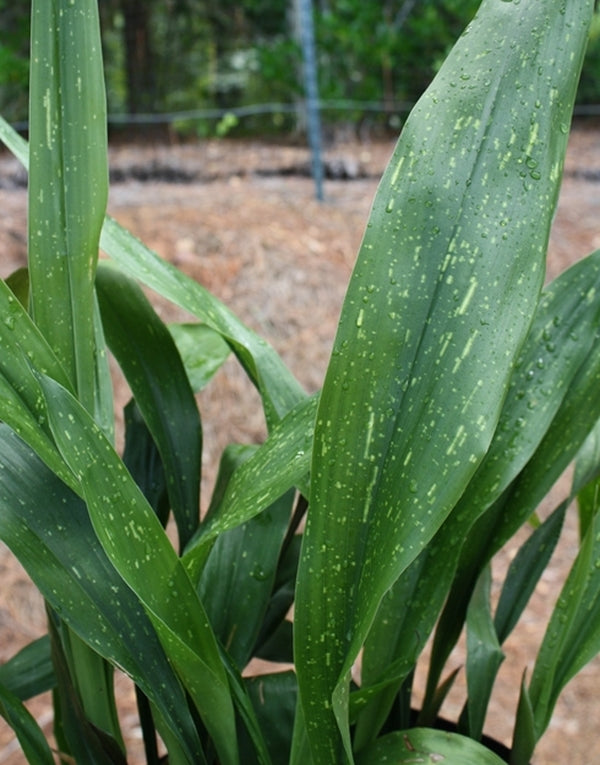 Image of Aspidistra daibuensis 'Yushan Galaxy'