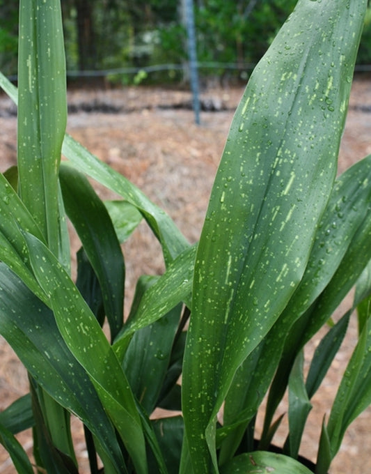 Image of Aspidistra daibuensis 'Yushan Galaxy'