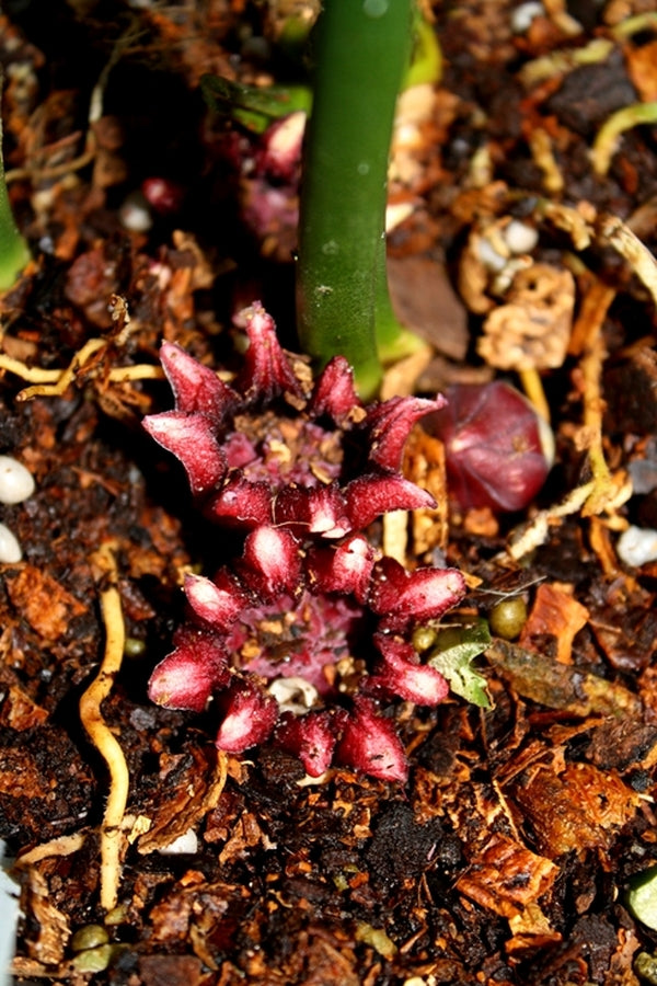 Image of Aspidistra daibuensis 'Yushan Starbright'
