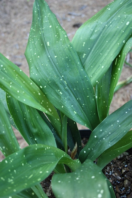 Image of Aspidistra daibuensis 'Yushan Starbright'