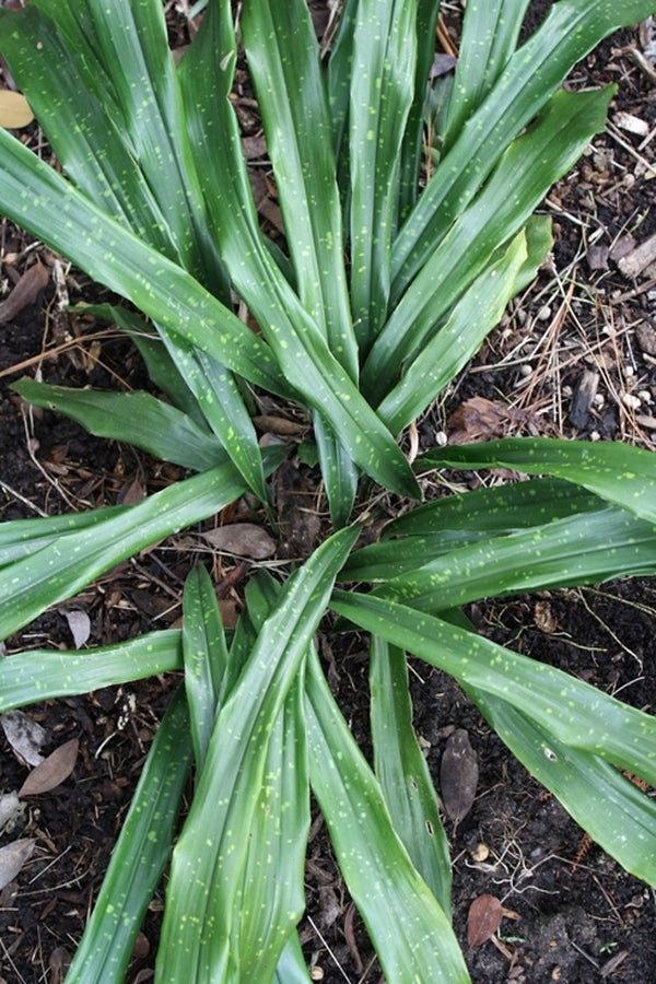 Image of Aspidistra ebianensis 'Flowing Fountains'taken at Juniper Level Botanic Gdn, NC by JLBG