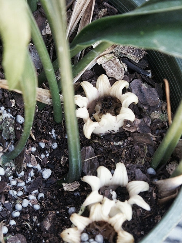 Image of Aspidistra ebianensis 'Flowing Fountains'taken at Juniper Level Botanic Gdn, NC by JLBG