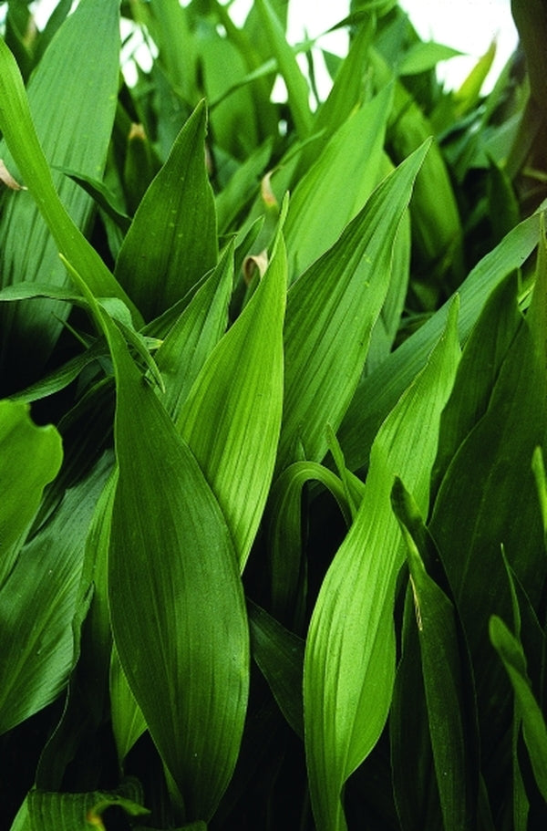 Image of Aspidistra elatior 'Lennon's Green'taken at Juniper Level Botanic Gdn, NC by JLBG