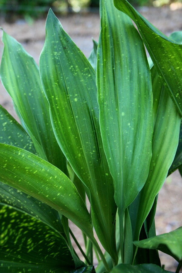Image of Aspidistra fimbriata 'Tie Dye'