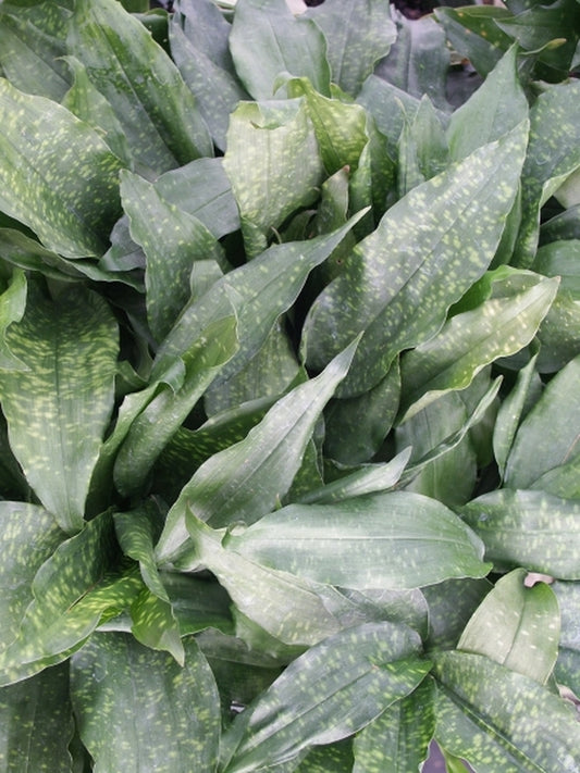 Image of Aspidistra fungilliformis 'China Star'taken at Juniper Level Botanic Gdn, NC by JLBG
