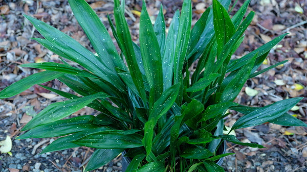 Image of Aspidistra mushaensis 'Spotty Dotty'taken at Juniper Level Botanic Gdn, NC by JLBG