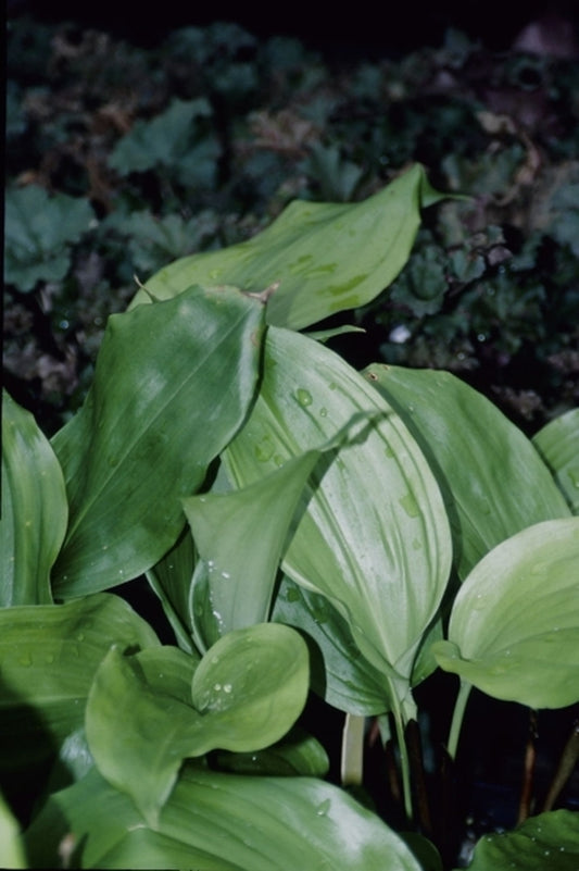 Image of Aspidistra pulchella S135-07|Juniper Level Botanic Gdn, NC|JLBG