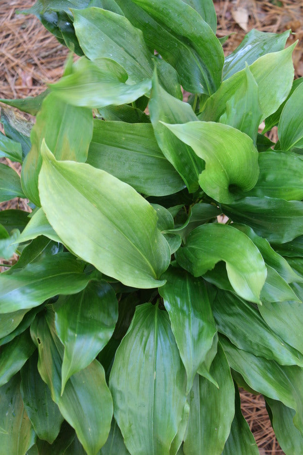 Image of Aspidistra pulchella 'Spiderman'taken at Juniper Level Botanic Gdn, NC by JLBG