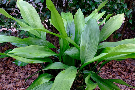 Image of Aspidistra sichuanensis CBCH603|Juniper Level Botanic Gdn, NC|JLBG