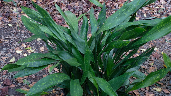 Image of Aspidistra sichuanensis 'Golden Freckles'taken at Juniper Level Botanic Gdn, NC by JLBG
