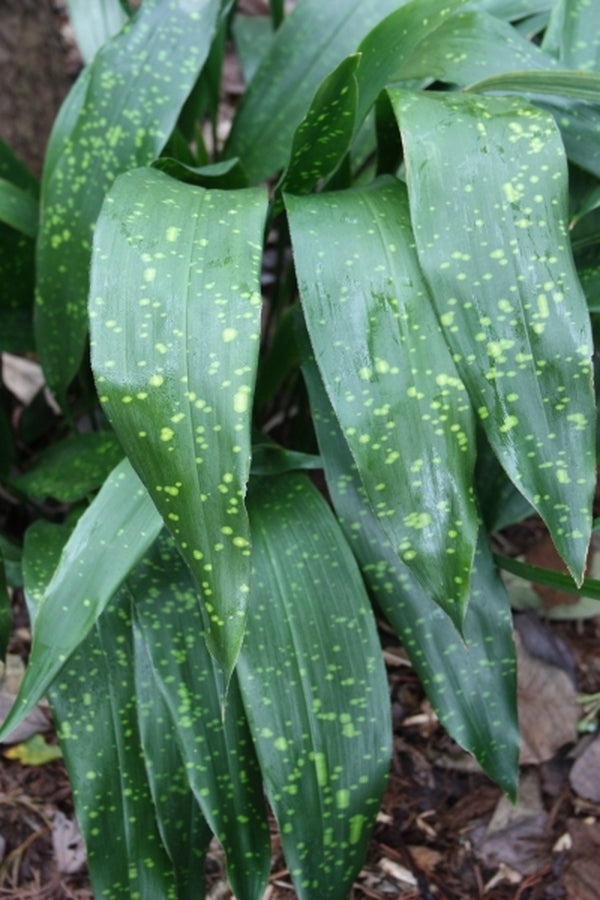 Image of Aspidistra sichuanensistaken at Juniper Level Botanic Gdn, NC by JLBG