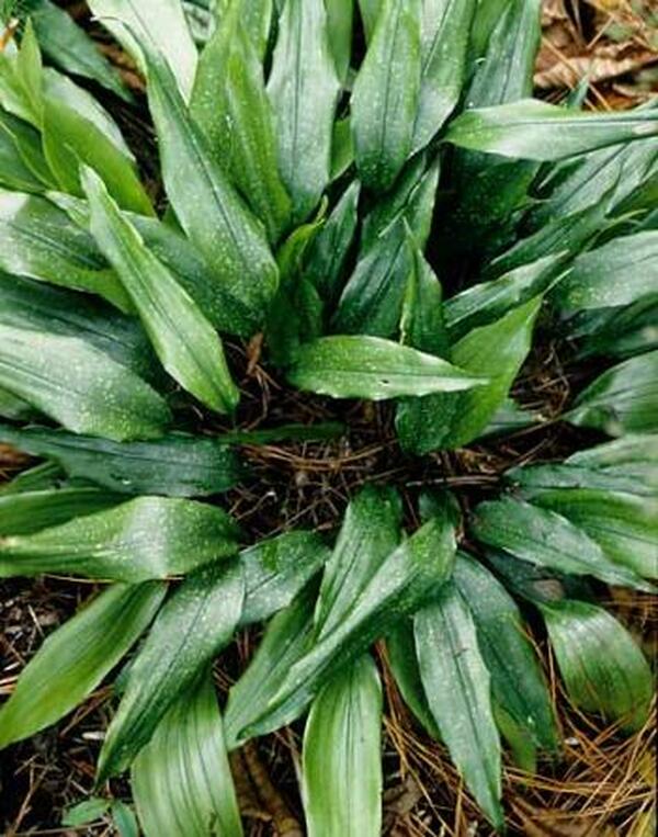 Image of Aspidistra sp. 'China Sun'|Juniper Level Botanic Gdn, NC|JLBG