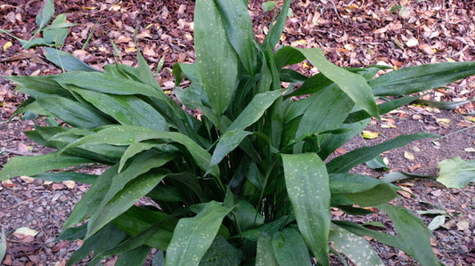 Image of Aspidistra subrotata 'Eyes Have It'taken at Juniper Level Botanic Gdn, NC by JLBG
