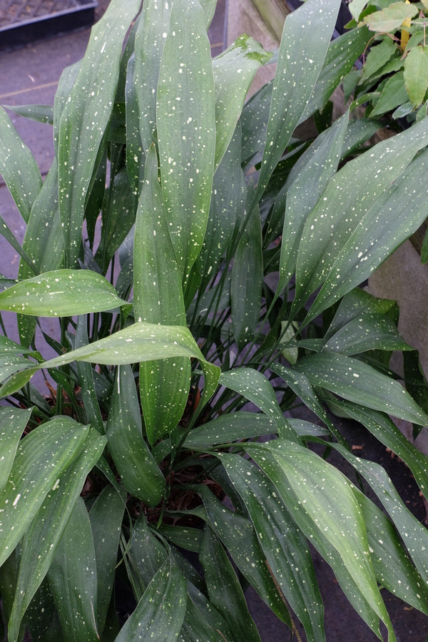 Image of Aspidistra vietnamensis 'Garden Gallery'