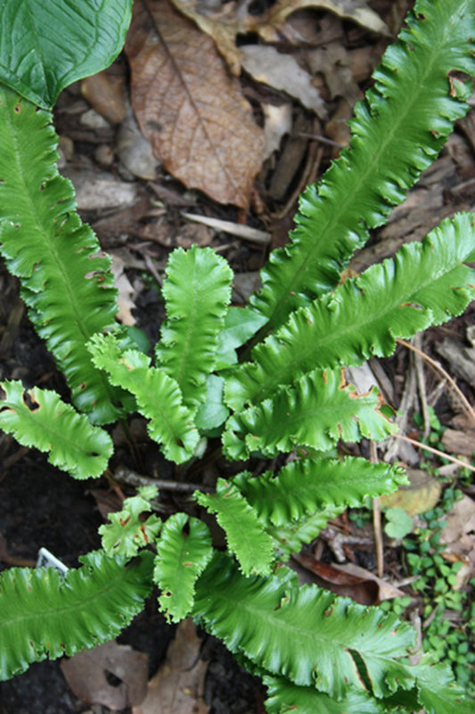 Image of Asplenium scolopendrium 'Crispum'|Juniper Level Botanic Gdn, NC|JLBG