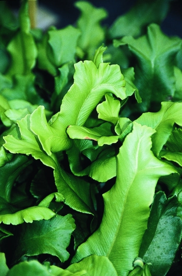 Image of Asplenium scolopendrium 'Cristatum'taken at Juniper Level Botanic Gdn, NC by JLBG