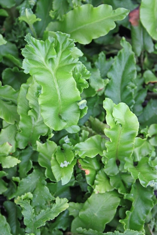 Image of Asplenium scolopendrium 'Cristatum'taken at Juniper Level Botanic Gdn, NC by JLBG