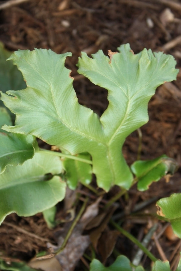 Image of Asplenium scolopendrium 'Furcata'|Juniper Level Botanic Gdn, NC|JLBG