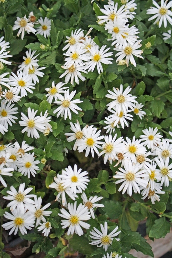 Image of Aster ageratoides 'Ashivi'|Juniper Level Botanic Gdn, NC|JLBG