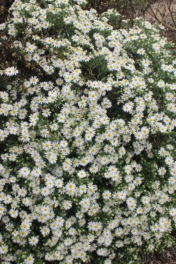 Image of Aster ageratoides 'Ashivi'|Juniper Level Botanic Gdn, NC|JLBG