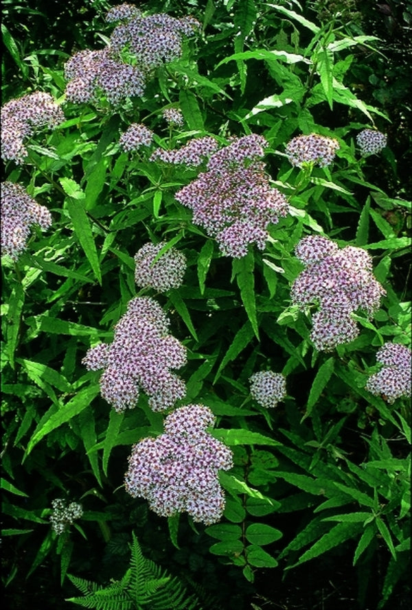 Image of Aster albescens coll. #A1C-337|In Situ Cang Shan Mtn, China|