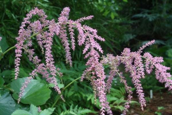 Image of Astilbe 'Straussenfeder'|Juniper Level Botanic Gdn, NC|JLBG
