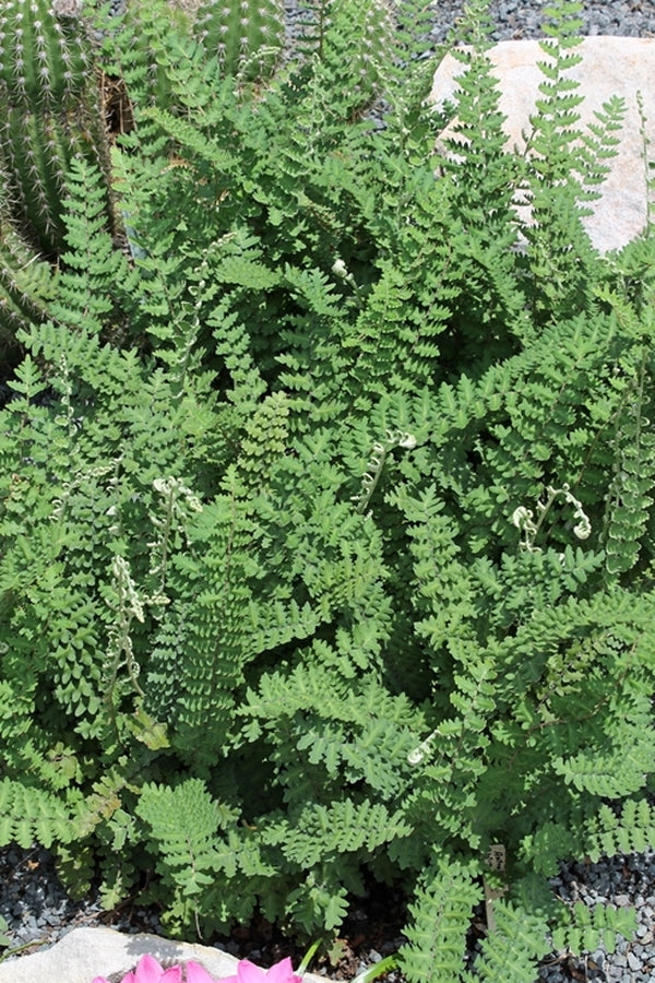 Image of Astrolepis windhamii||