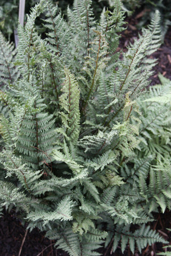 Image of Athyrium 'Ursula's Dwarf'|Juniper Level Botanic Gdn, NC|JLBG