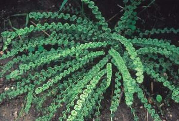 Image of Athyrium filix-femina 'Frizelliae'|H. Hansen Gdn, MN|