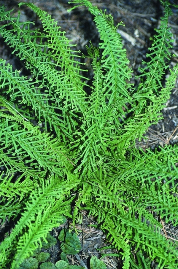 Image of Athyrium filix-femina 'Dre's Dagger'|Juniper Level Botanic Gdn, NC|JLBG