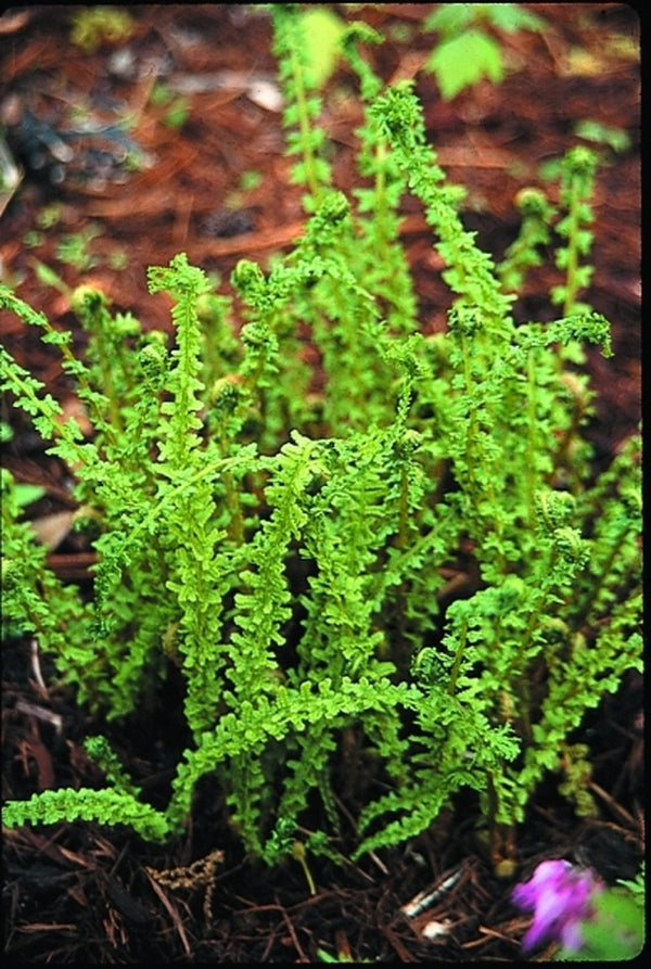 Image of Athyrium filix-femina 'Fieldiae'|Juniper Level Botanic Gdn, NC|JLBG