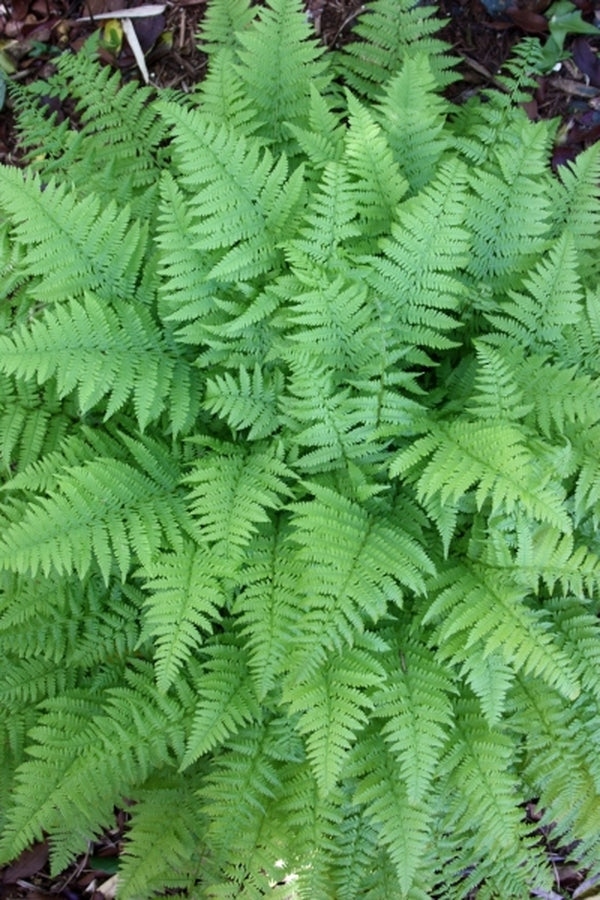 Image of Athyrium filix-femina 'Minutissimum'|Juniper Level Botanic Gdn, NC|JLBG