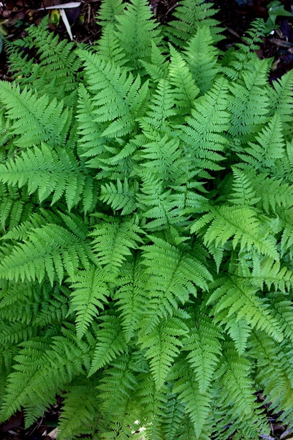 Image of Athyrium filix-femina 'Minutissimum'|Juniper Level Botanic Gdn, NC|JLBG