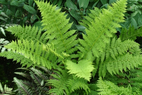 Image of Athyrium filix-femina 'Plumosum Axminster'|Terra Nova Nurseries, OR|Terra Nova Nurseries