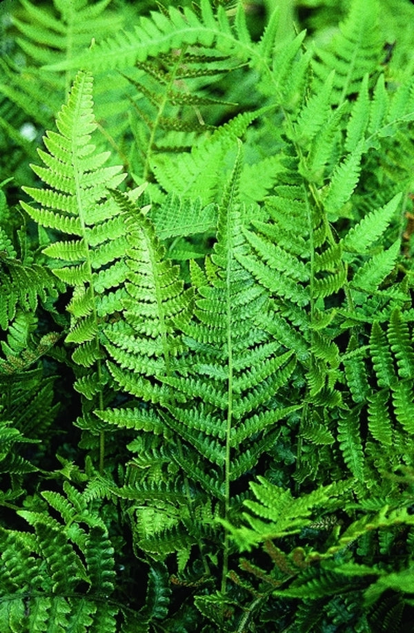 Image of Athyrium japonicum|Juniper Level Botanic Gdn, NC|JLBG