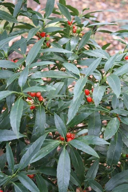 Image of Aucuba japonica var. borealis 'Honshu'