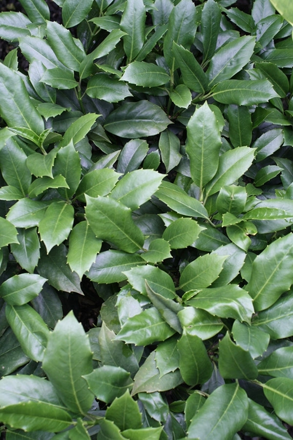 Image of Aucuba japonica var. borealis 'Male Man'|Hawksridge Farms, NC|