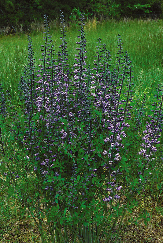 Image of Baptisia 'Purple Smoke'|NC Botanical Gdn, NC|R. Gardner