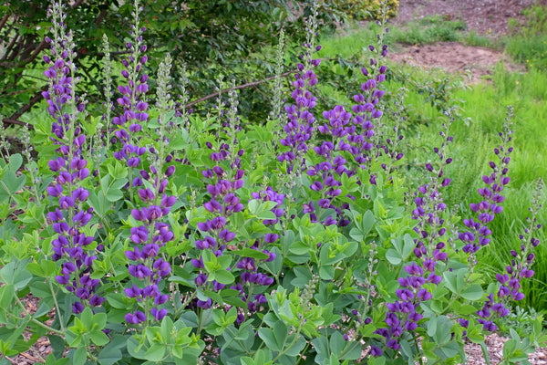 Image of Baptisia 'Sparkling Sapphires' PP 27,904